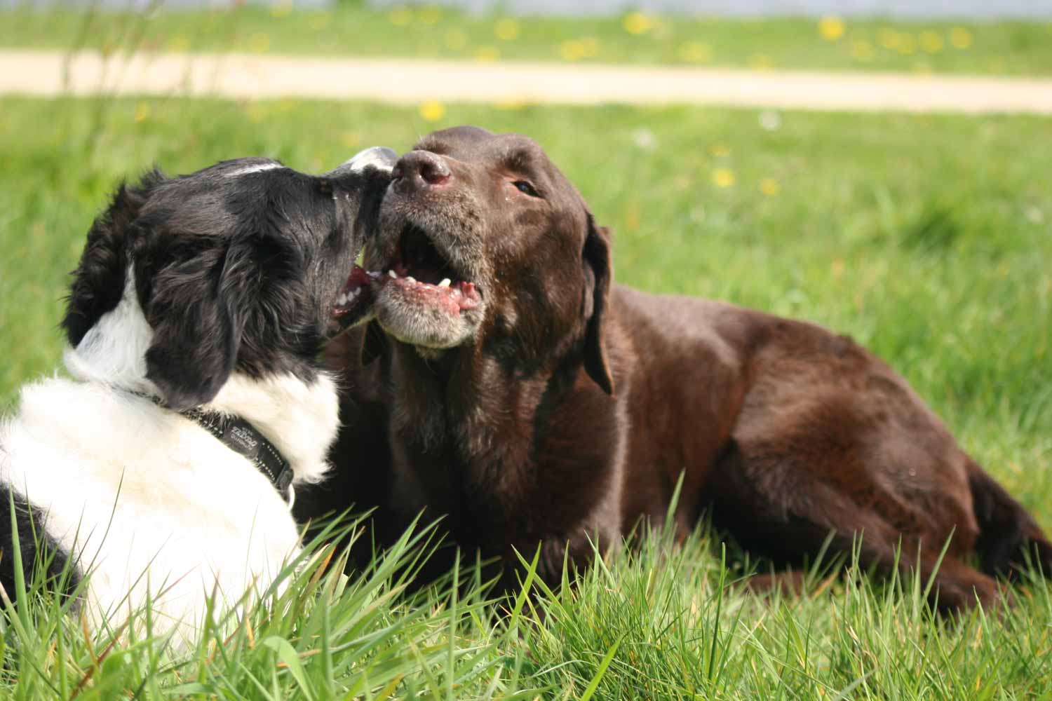 afbeelding spelende honden